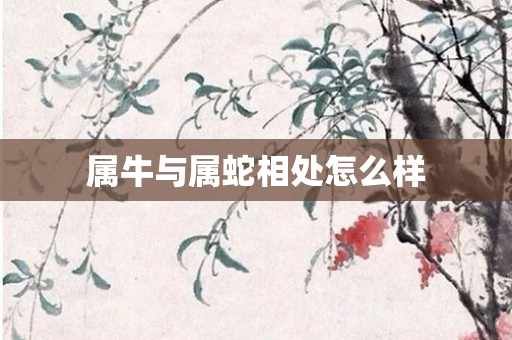 属牛与属蛇相处怎么样