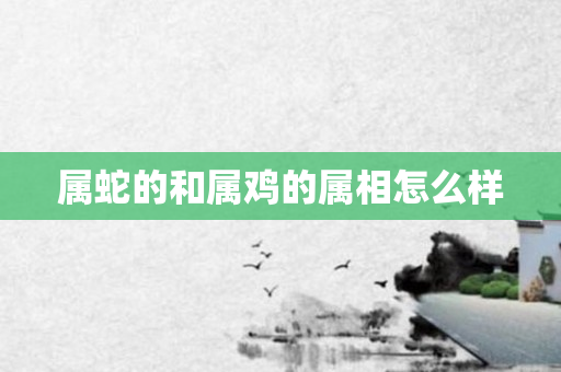 属蛇的和属鸡的属相怎么样