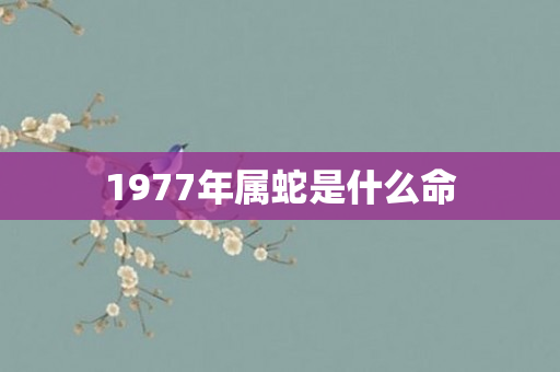1977年属蛇是什么命