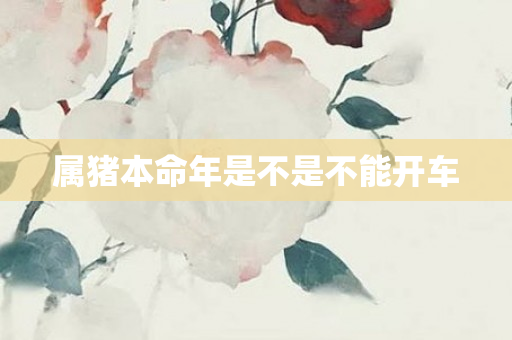 属猪本命年是不是不能开车