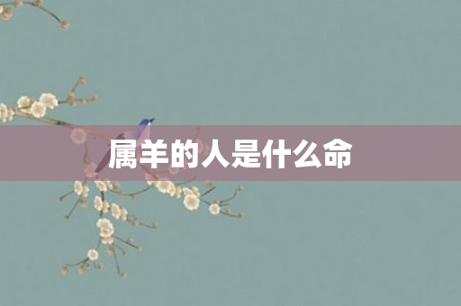 属羊的人是什么命