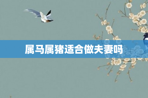 属马属猪适合做夫妻吗