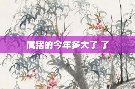属猪的今年多大了 了