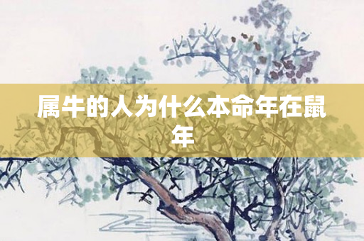 属牛的人为什么本命年在鼠年