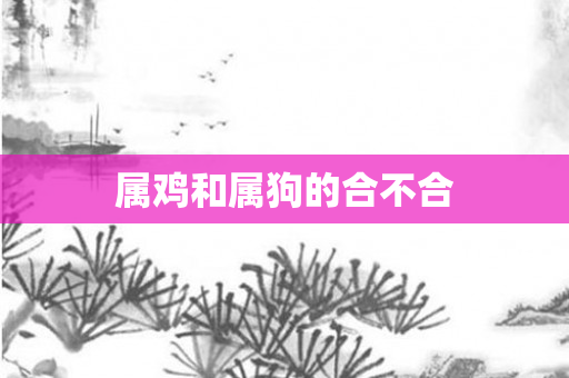 属鸡和属狗的合不合