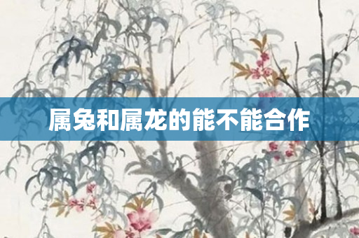 属兔和属龙的能不能合作