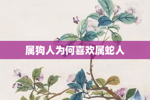 属狗人为何喜欢属蛇人