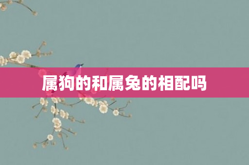 属狗的和属兔的相配吗
