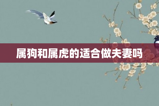 属狗和属虎的适合做夫妻吗