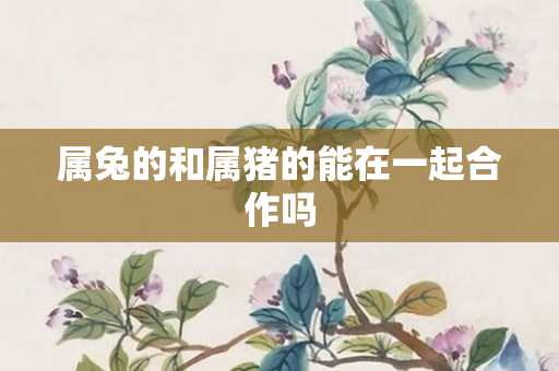 属兔的和属猪的能在一起合作吗