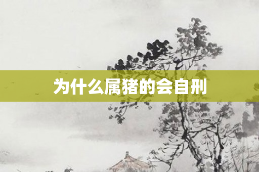 为什么属猪的会自刑