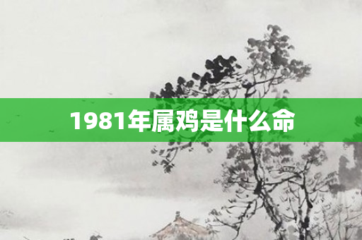 1981年属鸡是什么命