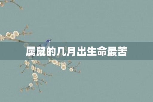 属鼠的几月出生命最苦