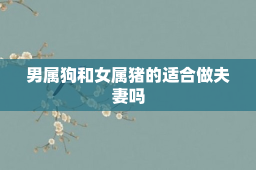 男属狗和女属猪的适合做夫妻吗