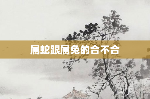 属蛇跟属兔的合不合
