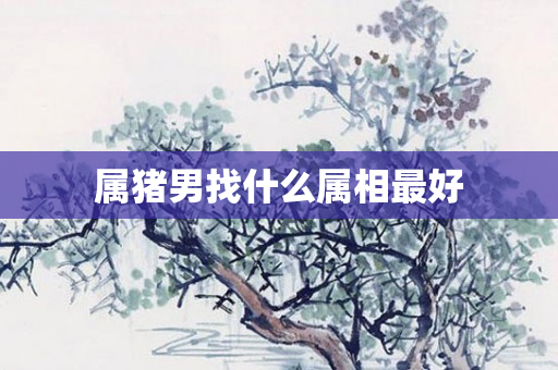 属猪男找什么属相更好