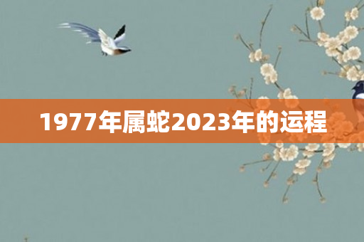 1977年属蛇2023年的运程