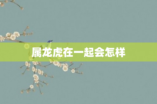 属龙虎在一起会怎样
