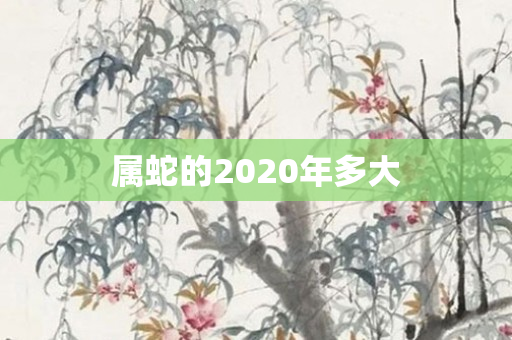 属蛇的2020年多大
