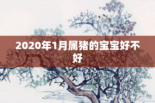 2020年1月属猪的宝宝好不好