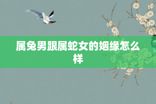 属兔男跟属蛇女的姻缘怎么样