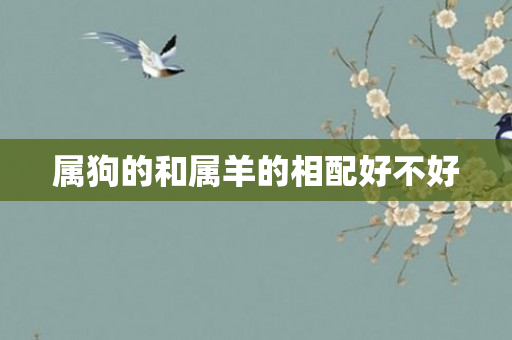属狗的和属羊的相配好不好