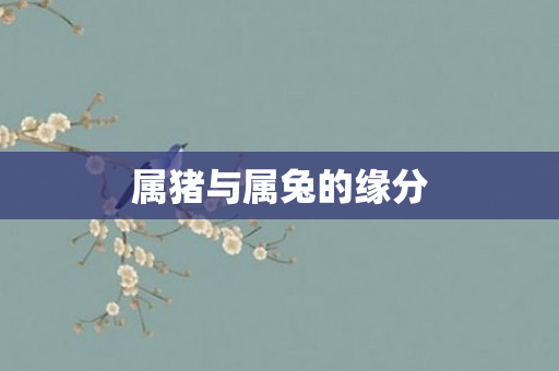 属猪与属兔的缘分