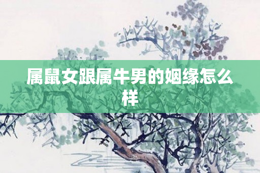 属鼠女跟属牛男的姻缘怎么样