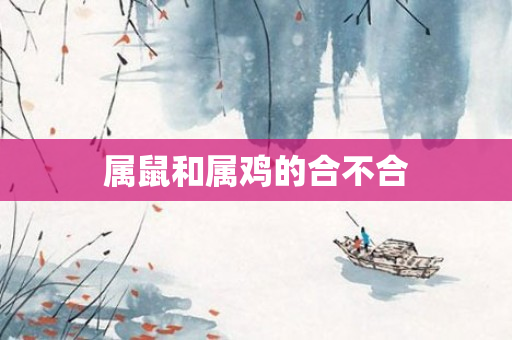 属鼠和属鸡的合不合
