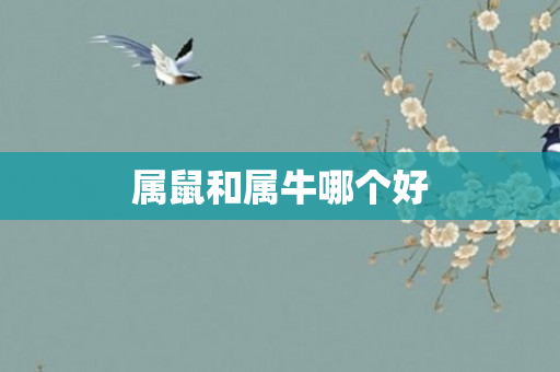 属鼠和属牛哪个好