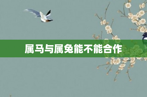 属马与属兔能不能合作