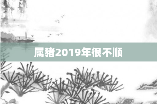 属猪2019年很不顺