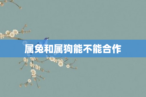 属兔和属狗能不能合作