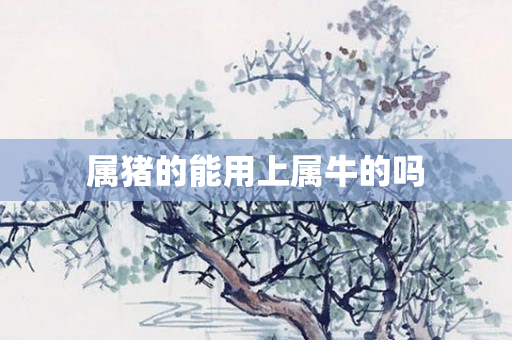 属猪的能用上属牛的吗