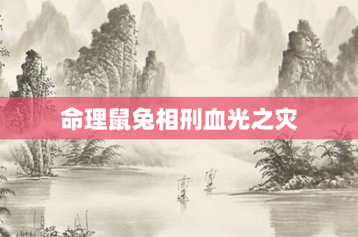 命理鼠兔相刑血光之灾