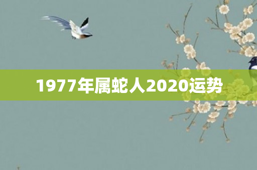 1977年属蛇人2020运势