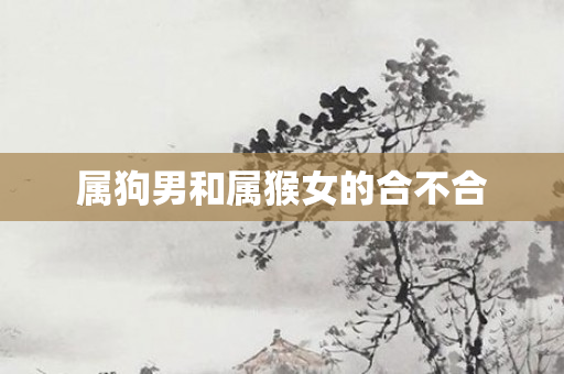 属狗男和属猴女的合不合