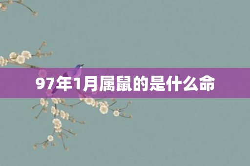 97年1月属鼠的是什么命