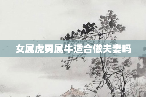 女属虎男属牛适合做夫妻吗