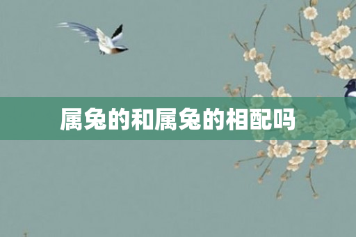属兔的和属兔的相配吗